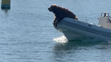 Happy Golden Retriever on a Boat