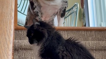 Cat Blocks Dog From Going Downstairs