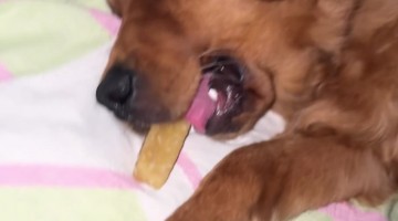 Golden Retriever Asleep With Treat in Mouth