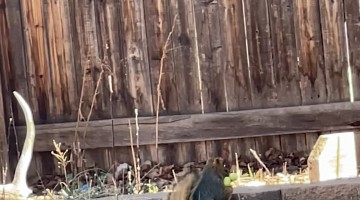 Squirrel with a Squeaky Dog Toy