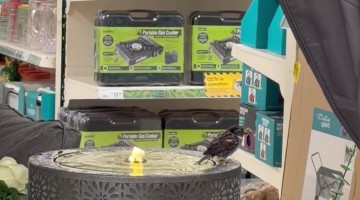 Bird Gives Bird Bath a Test Run at the Store