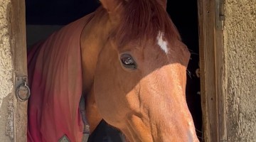 Hen Perched on Horse's Head