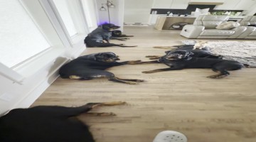 Rottweilers in the House