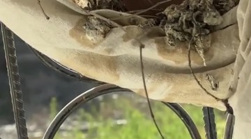 Pigeon Builds a Nest in Window Curtain