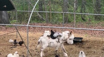 Donkey Gives Her Chicken Pals a Ride