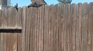 Cat Scales Fence to Sneak Up on Bird