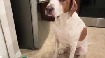 Dog Asks for Treat With Talking Button