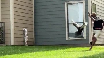 A Mother Duck Chasing My Husband