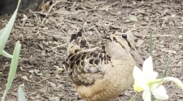 American Woodcock Escapes Aggressive Rat