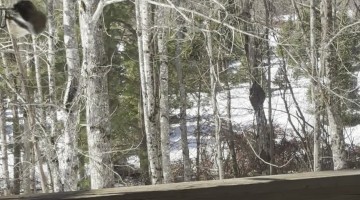 Squirrel Gets Stuck on Spinning Bird Feeder