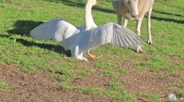 Naughty Goose Bullies Timid Sheep