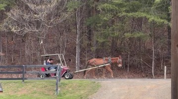 Mule-drawn golf cart in Appalachia