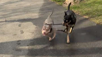 Dog Walking Other Dog