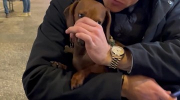 Tiny Dog With a Big Attitude