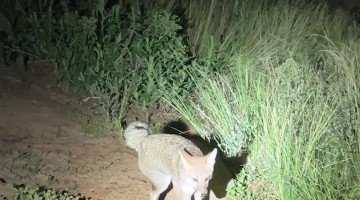 Distracted Fox Getting Startled by a Person