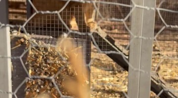Orange Cat Thinks He's a Chicken