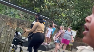 My Son Is Super Excited to See a Giraffe