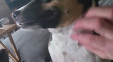 Rat Terrier Slapped Me in the Face