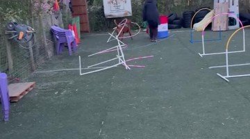 Dog Crashes Through Agility Course