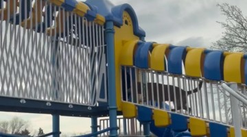 Our Dog's Obsessed With Slides