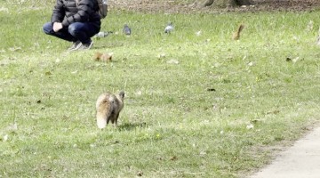Fox Trying to Hunt a Squirrel