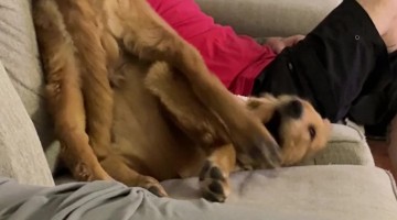 Golden Retriever Sparring With His Own Leg