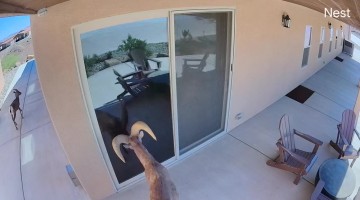 Bighorn Sheep Smashes Glass Door After Seeing Its Reflection