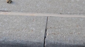 Ducklings Needed a Helping Hand