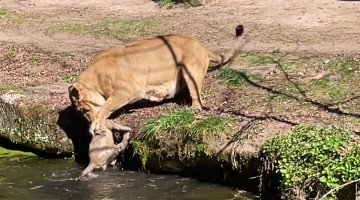 Lioness Saves Her Cub While Fending Off Belligerent Male