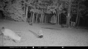 Skunk and Fox Eating Doritos