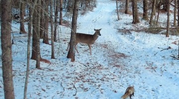 Fox Caught Trailing Deer Herd