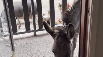 Demanding Donkey Opens Door In Search of Snacks
