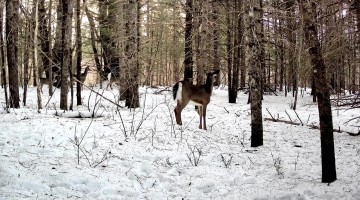 Deer Family Plays Until Fox Interrupts