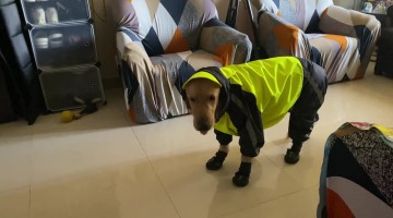 Golden Gets Suited For Rainy Walk