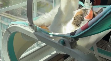 Cat Plays In Sunny Baby Rocker