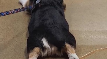 Splooting Corgi's Intermittent Tail Wag