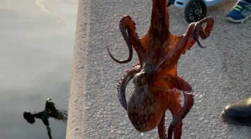 Catching an Octopus With My Finger