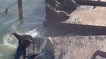 Massive Sea Lion Owns the Pier