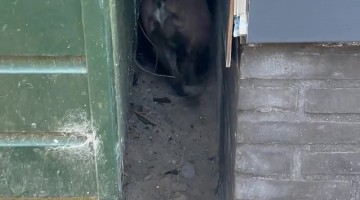 Funny French Bulldog in Reverse Gear