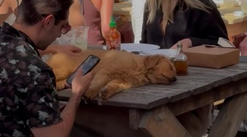 Golden Retriever Puppy Takes a Picnic Table Nap