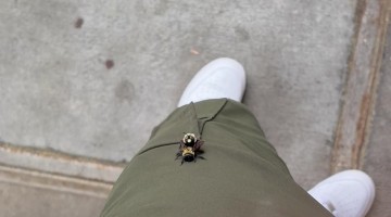 Birds and the Bees: Bees Edition