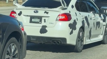 Cow Subaru