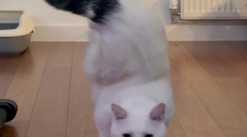 Tripod Cat Handstands Away