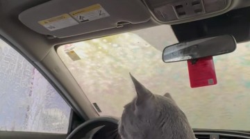 Cozy the Cat's First Car Wash
