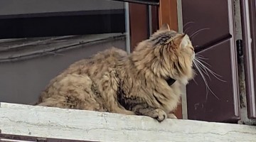 Cat Eyeing Pigeon From Window in Venice