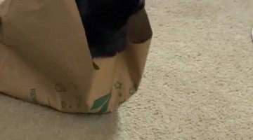 Behold, Coal: Eater of Worlds. The Thing That Fear Itself Hides From!