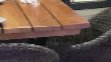 Kangaroo Trying to Skip the Restaurant Guest List