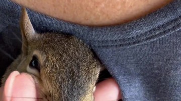 Friendly Squirrel Playfully Wrestles With Hand
