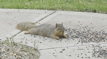 Cute Squirrel Splootin' 'n Eatin'