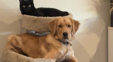 Dog Fully Believes He’s a Cat